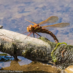 Aeshna grandis