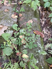 Thalictrum pubescens