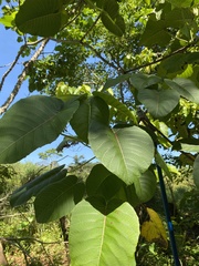 Ceiba