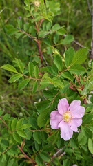 Rosa woodsii