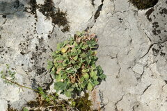 Arabis caucasica