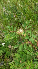 Rosa woodsii