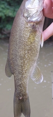 Micropterus punctulatus