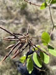 Lathyrus ochroleucus