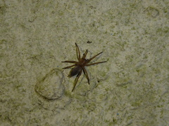 Scotophaeus blackwalli