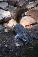 Sciurus arizonensis