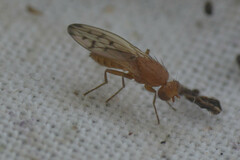Opomyza