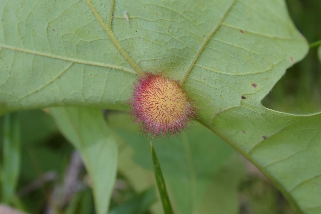 Acraspis villosa