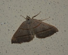 Scotopteryx