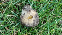 Lycoperdaceae