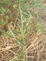Panicum capillare