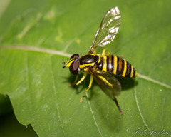 Xanthogramma flavipes