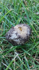 Lycoperdaceae