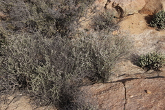 Eriocephalus