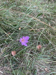 Colchicum autumnale
