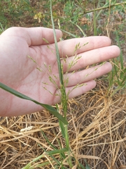Panicum capillare
