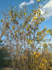 Cochlospermum vitifolium
