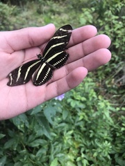 Heliconius charithonia