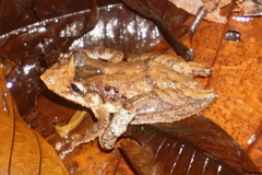 Scinax