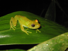 Boana cinerascens