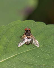 Gymnoclytia