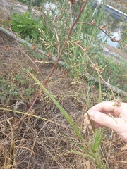 Panicum capillare