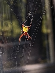 Micrathena sagittata