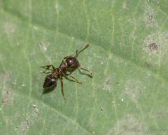 Crematogaster