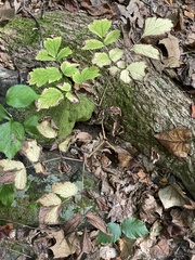 Actaea