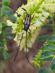Sphaenothecus bilineatus