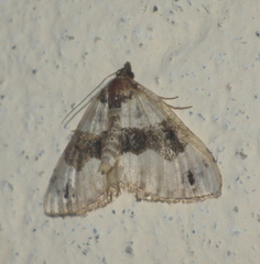 Cosmorhoe ocellata