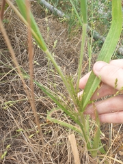 Panicum capillare