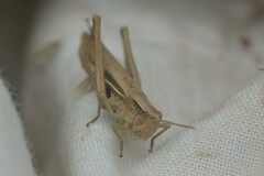 Chorthippus albomarginatus