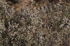Eriocephalus