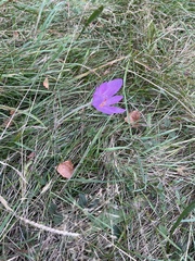 Colchicum autumnale