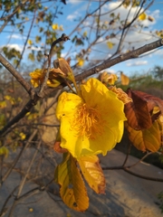 Cochlospermum vitifolium