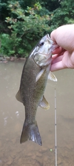 Micropterus dolomieu