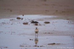 Charadrius leschenaultii
