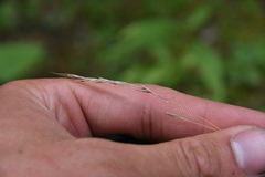 Festuca