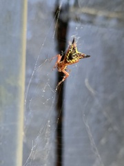 Micrathena sagittata