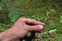 Festuca