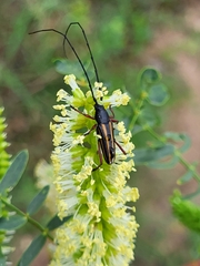 Sphaenothecus bilineatus