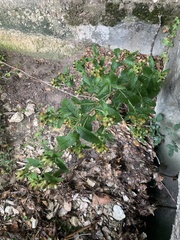 Pentanema squarrosum