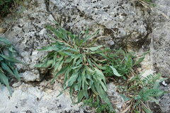 Takhtajaniantha crispa