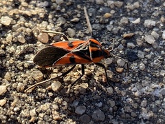 Spilostethus pacificus