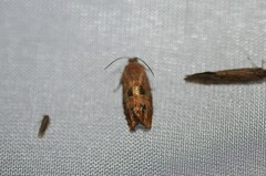 Cydia latiferreana