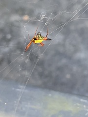 Micrathena sagittata