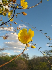 Cochlospermum vitifolium