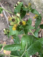 Pentanema squarrosum