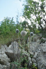 Echinops armatus
